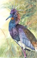 100-305 Tri-color Heron